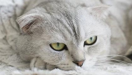 爱游戏登录入口-沃尔夫斯堡迎战多特蒙德，争取三分，沃尔夫斯堡队