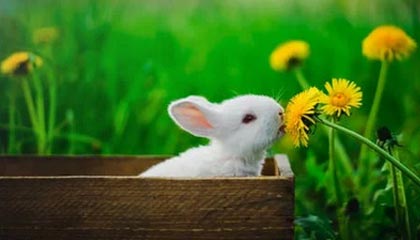 爱游戏app-青年才俊闪耀转会市场，多家俱乐部争逐未来之星，青年才俊,未来可期