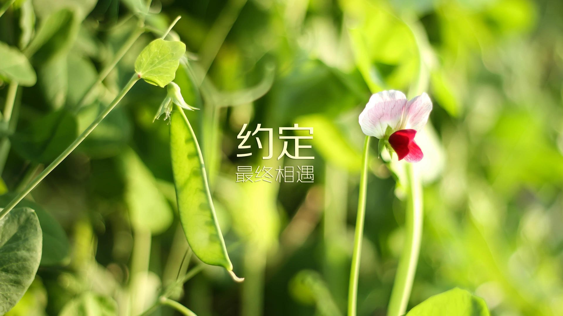 曼联战术调整，期待本赛季再创新辉煌，曼联最新阵型