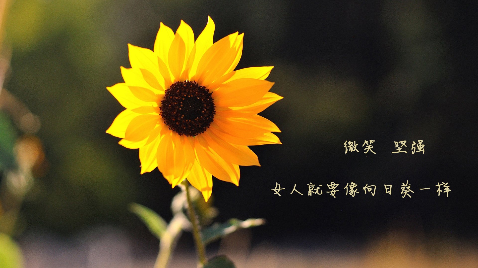 泰国对阵挪威 远赴欧预赛强壮队伍比斯西亚，泰国对印尼足球比赛直播