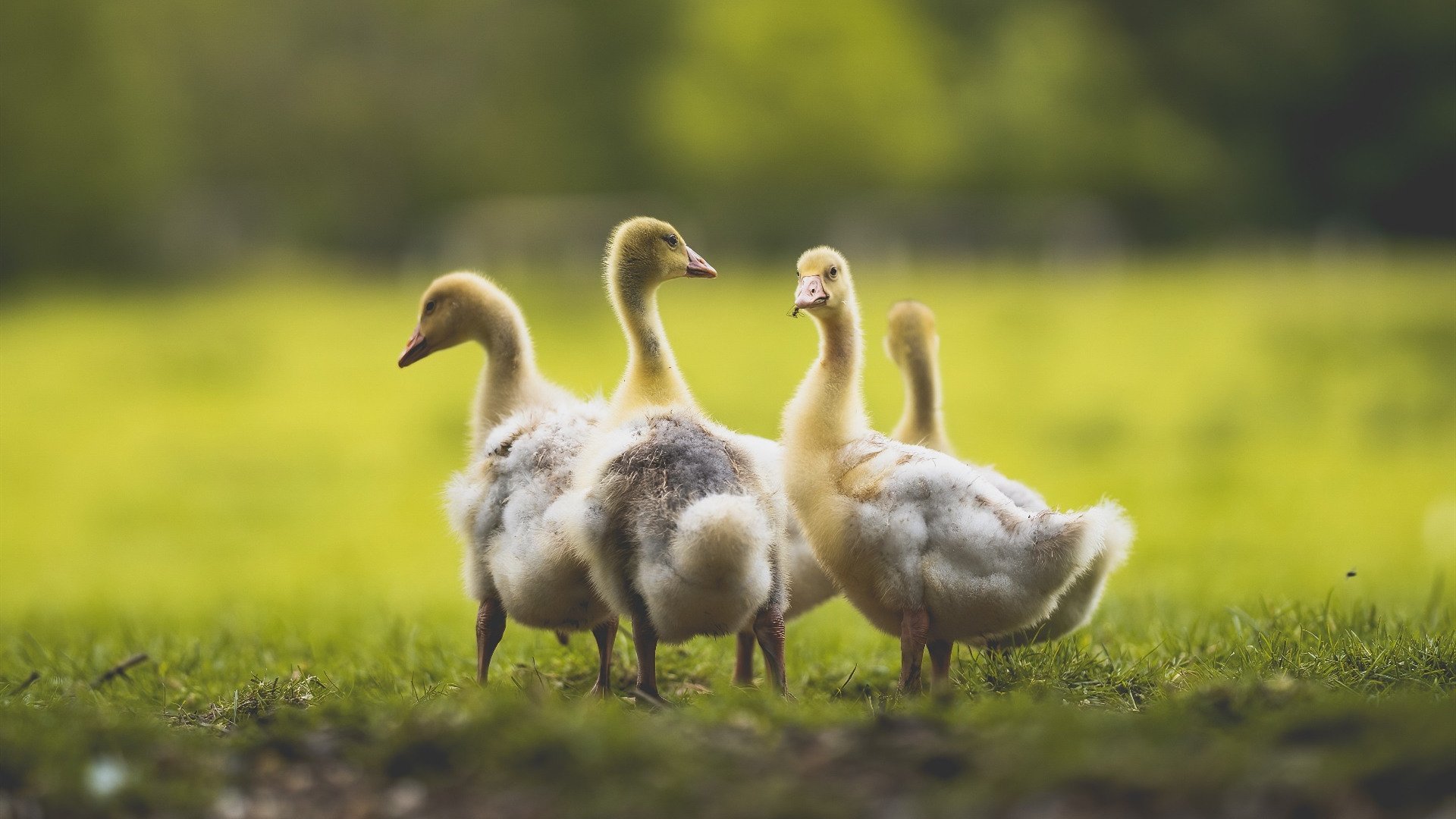中澳女将身体状态接近极限发挥，中澳女篮奥运比赛结果