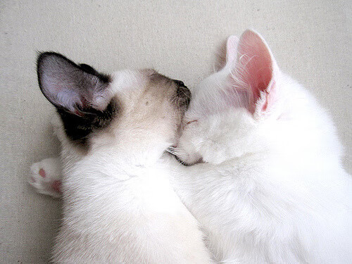 中路直塞次数减少是否因对方防守密度提升，直塞最强的中场