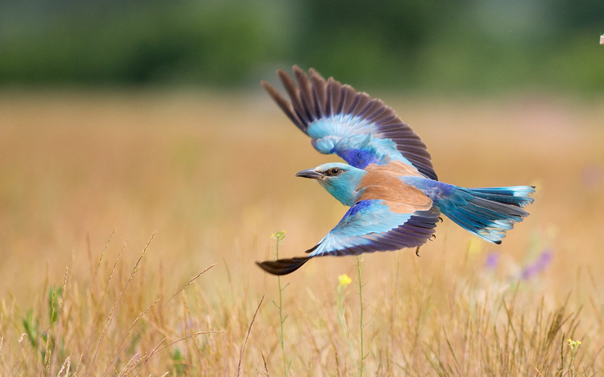 爱游戏中国官方网站平台-巴萨精妙传递连贯推进攻防转换，巴萨传控足球