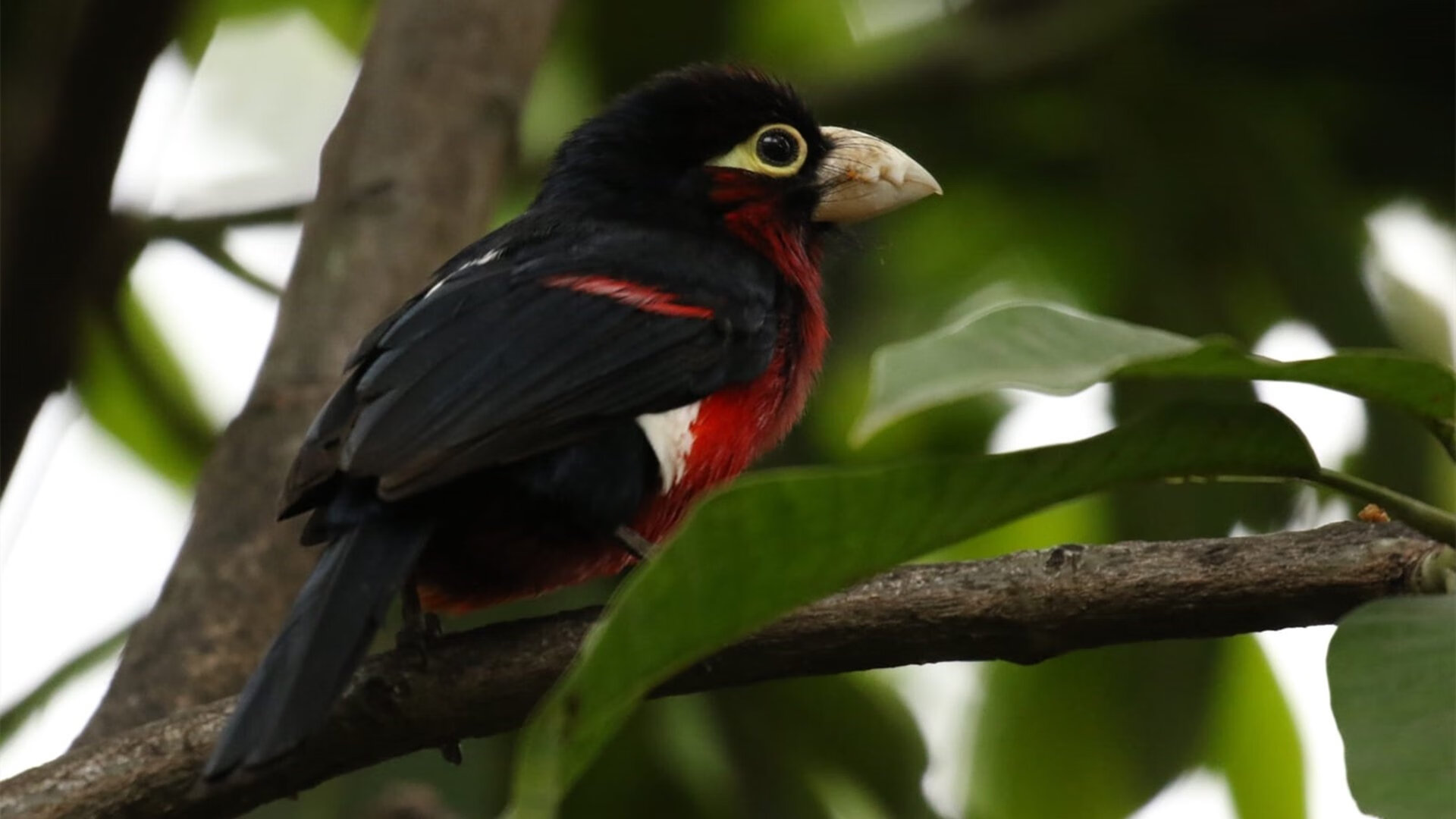 爱游戏官方网站-沃尔夫斯堡强化阵地战攻破铁桶阵