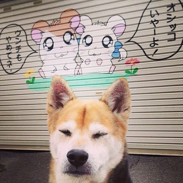 瑞典乒乓球队未来:如何在国际舞台再创辉煌,瑞典国家乒乓球队