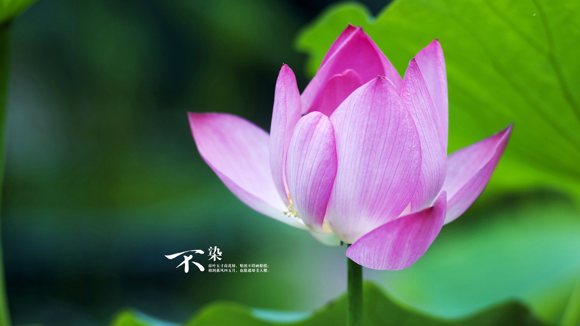 足球媒体环境缺乏深度分析体系，足球媒介