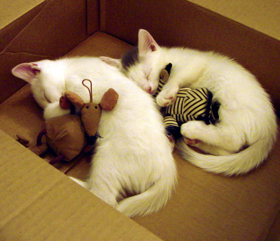 中小学篮球加强篮球文化宣传提升学生认同感,学校篮球文化