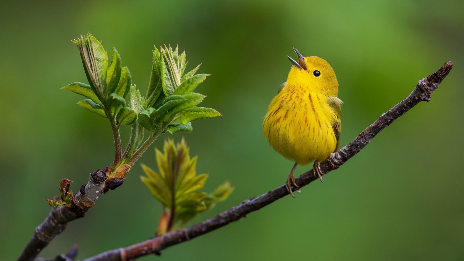 爱游戏登录入口-乌克兰男篮在欧洲预赛中奋战，渴望突破