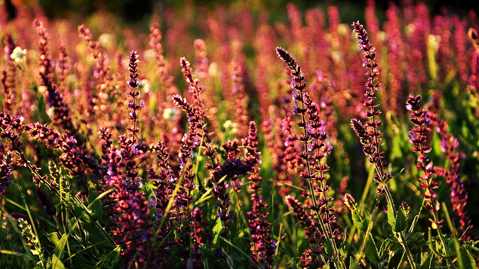 爱游戏官方-仰泳技术扎实朝鲜保持优势，仰泳技术视频