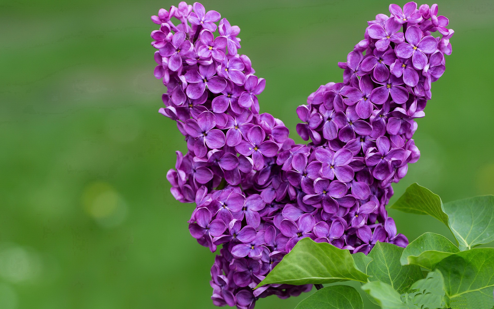 塞尔维亚女篮在欧洲锦标赛中表现优异,力争夺冠荣誉,塞尔维亚女蓝
