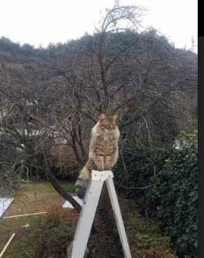 跳水半决赛中立代表队A成功晋级,跳水半决赛人数